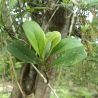 Schefflera emarginata (Moon) Harms